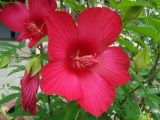 Hibiscus coccineus. Цветки. Краснодарский край, г. Сочи, Лазаревский р-н, пос. Дагомыс. 02.08.2015.