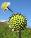 Cephalaria gigantea. Нераскрывшееся соцветие. Адыгея, Кавказский биосферный заповедник, северо-восточный склон горы Блям, ≈ 2100 м н.у.м., субальпийский высокотравный луг. 19.07.2015.