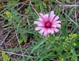 Tragopogon marginifolius. Соцветие. Казахстан, Восточно-Казахстанская обл., Южный Алтай, долина р. Кальджир, пятый каньон. Начало мая 2013 г.