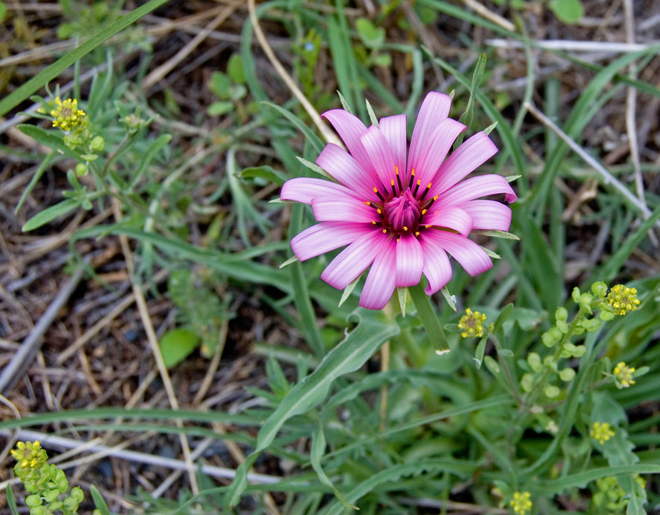 Image of Tragopogon marginifolius specimen.