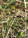 Draba sibirica