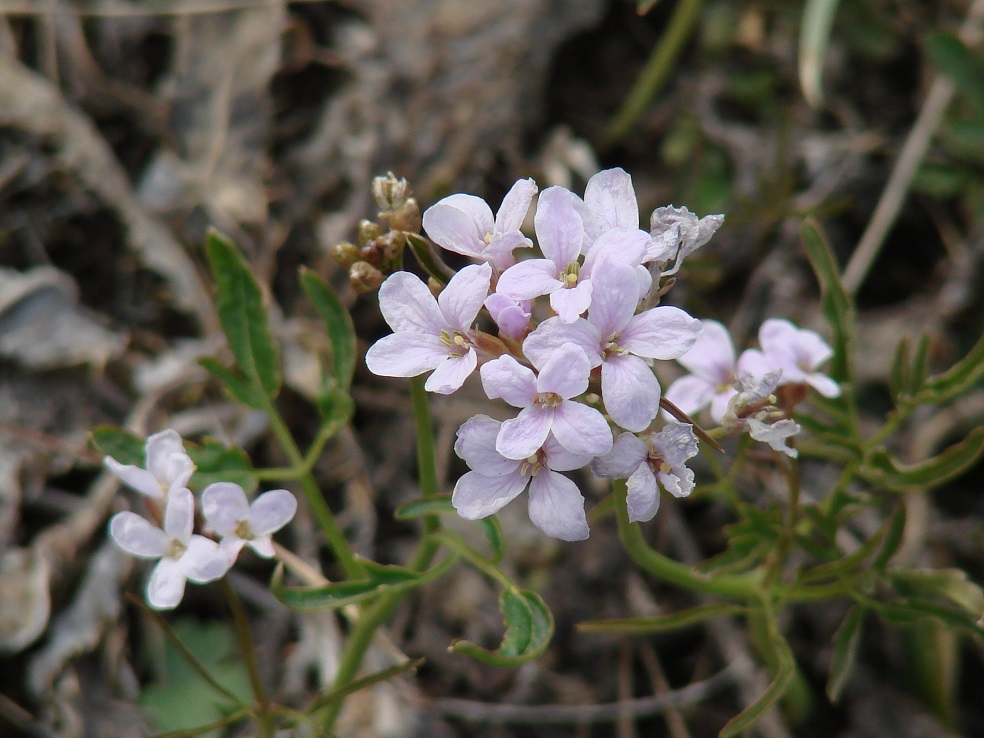 Image of Cardamine trifida specimen.