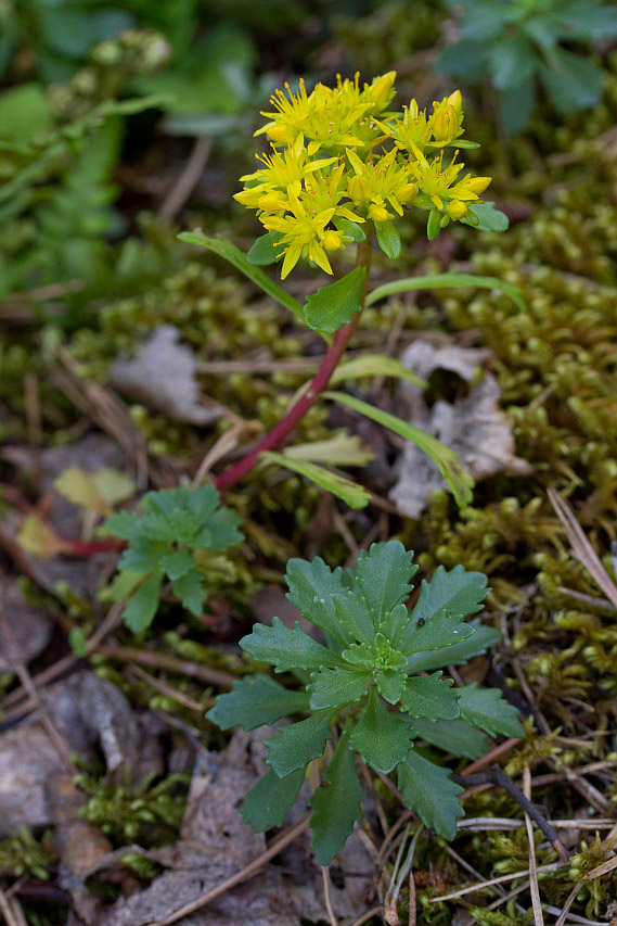 Image of Aizopsis hybrida specimen.