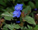 genus Ceratostigma