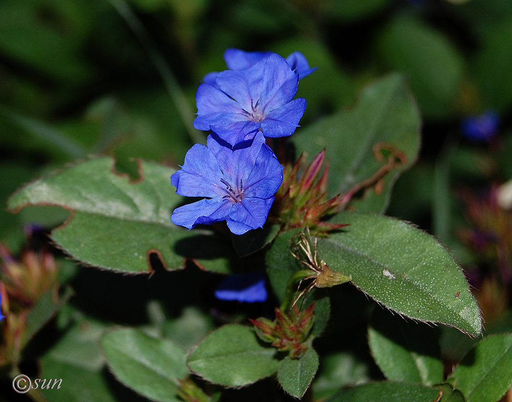 Изображение особи род Ceratostigma.