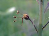 Eremurus regelii. Завязывающийся плод. Южный Казахстан, предгорья хр. Боролдайтау. 28.04.2007.