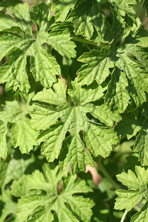 Image of Momordica charantia specimen.