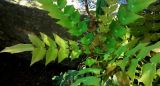 Mahonia bealei. Верхушка побега с листьями. Монако, Сады Святого Мартина (Jardin Saint Martin), в культуре. 23.07.2014.