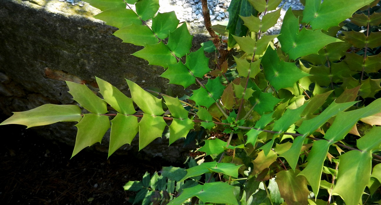 Image of Mahonia bealei specimen.