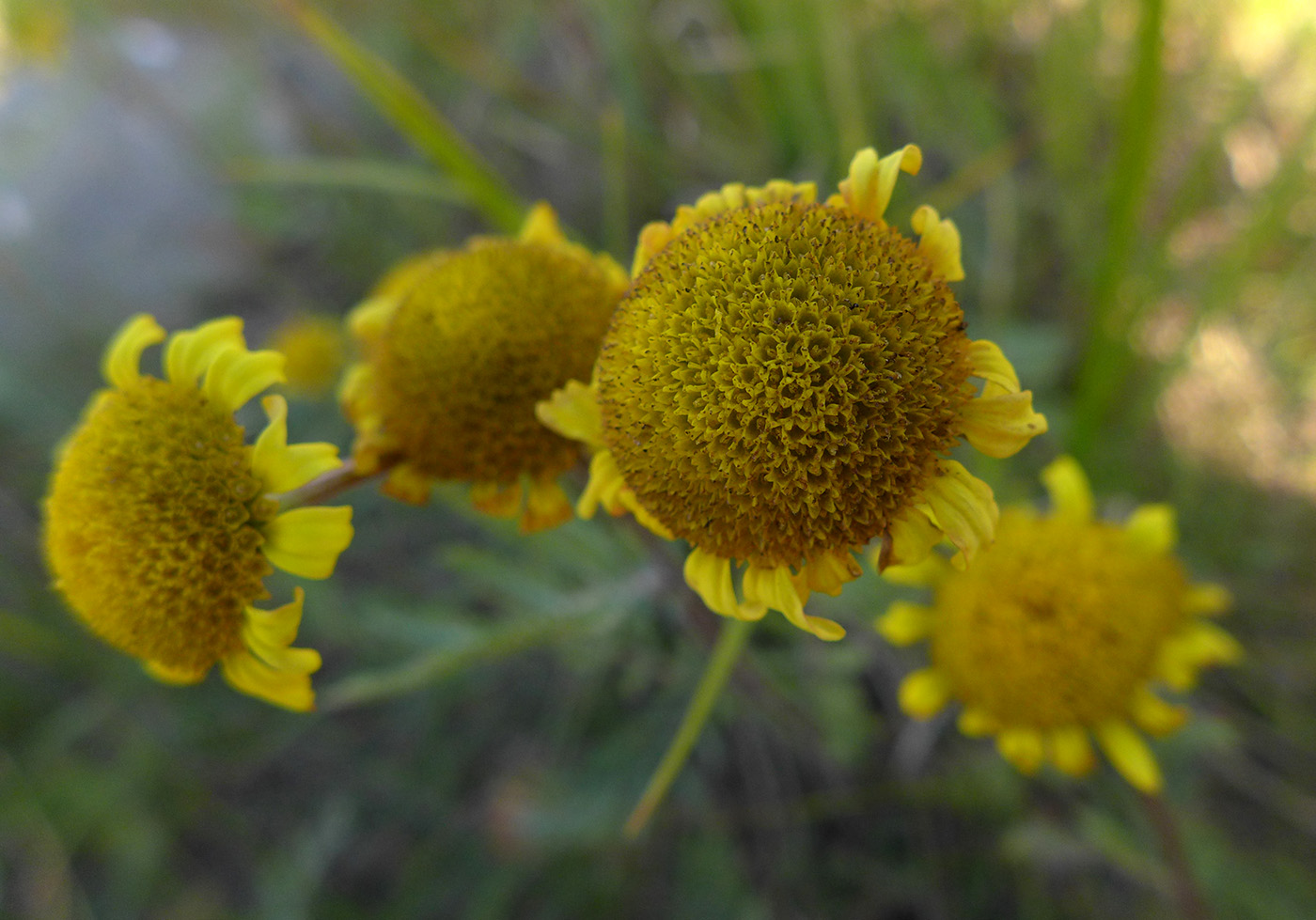 Image of Tanacetum bipinnatum specimen.