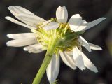 Tripleurospermum inodorum