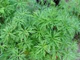 Geranium transbaicalicum