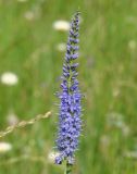 Veronica longifolia. Соцветие. Иркутская обл., Иркутский р-н, окр. с. Смоленщина, р. Иркут, луг. 10.07.2015.