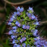 Echium acanthocarpum