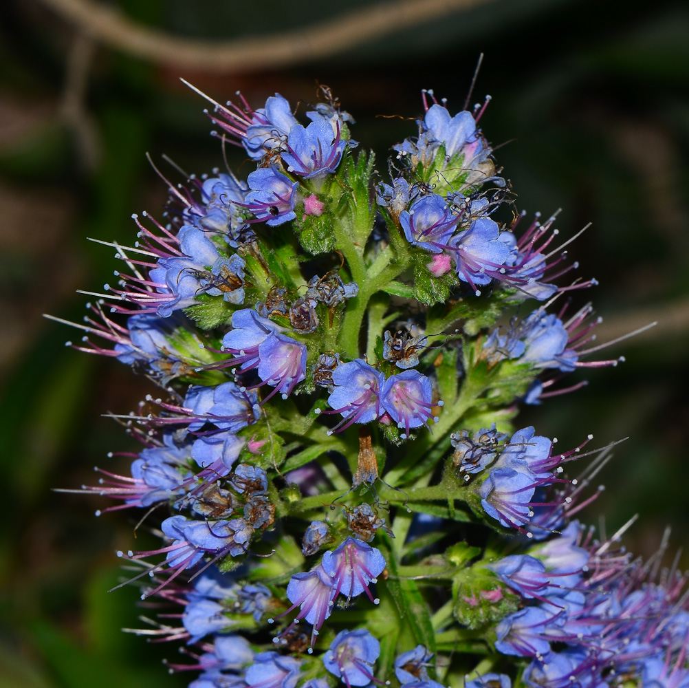 Изображение особи Echium acanthocarpum.