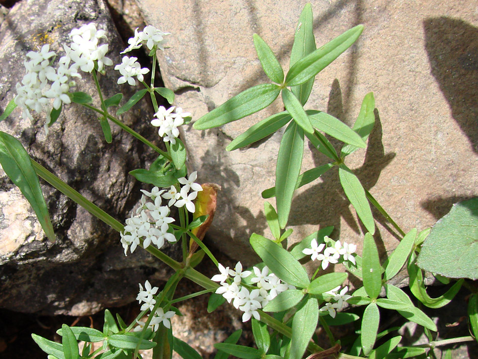 Изображение особи Galium boreale.