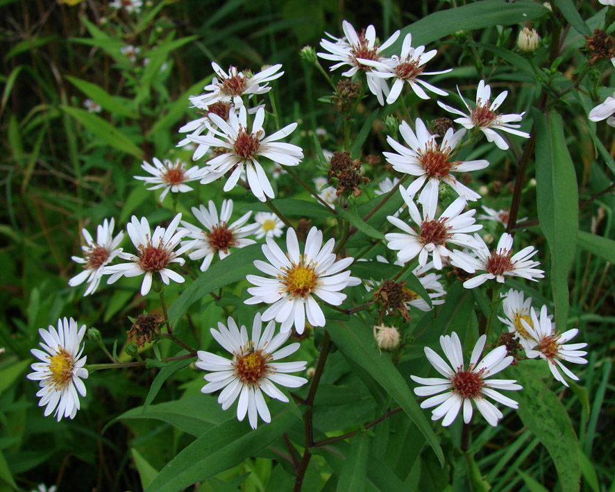 Image of Symphyotrichum × salignum specimen.