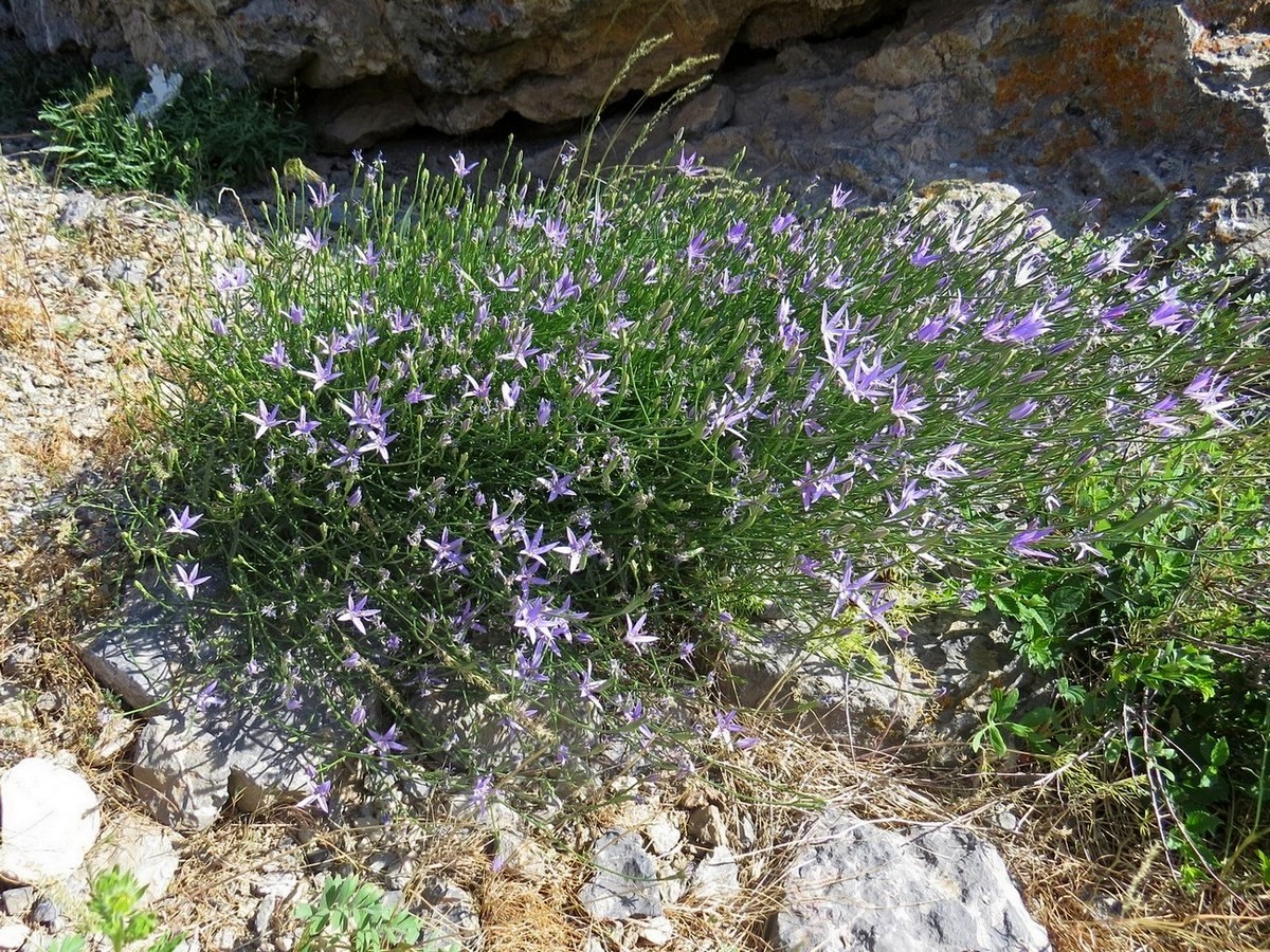 Image of Cylindrocarpa sewerzowii specimen.