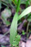 Image of taxon representative. Author is Сергей Глотов