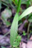 Conyza canadensis