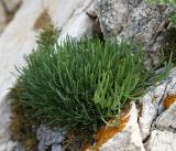 Gypsophila patrinii var. caespitosa