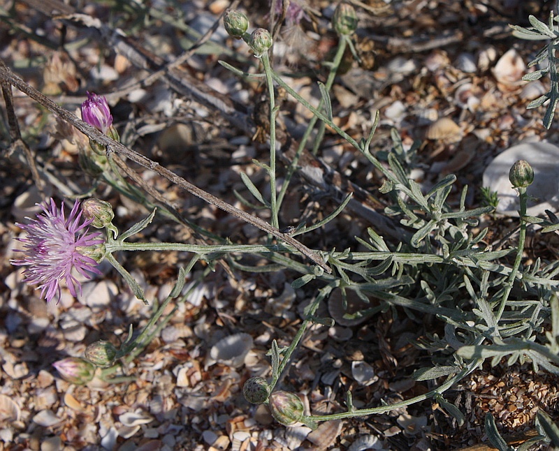Изображение особи Centaurea odessana.