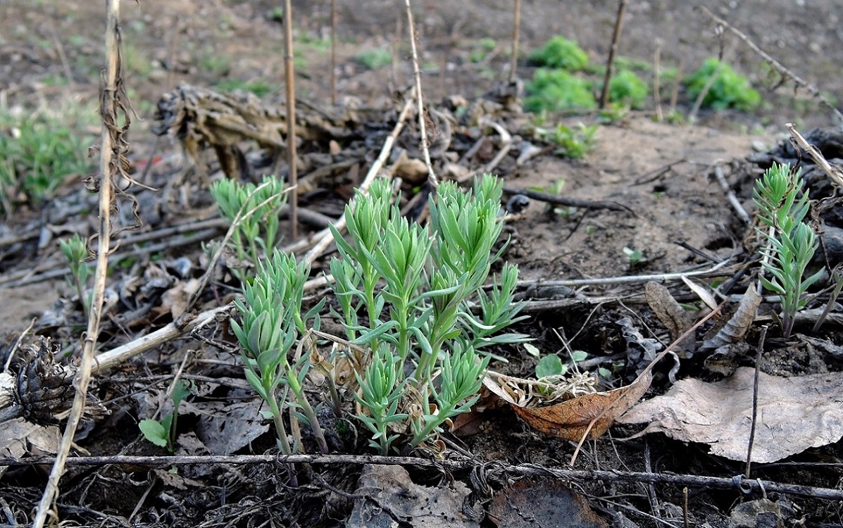 Image of Linaria vulgaris specimen.