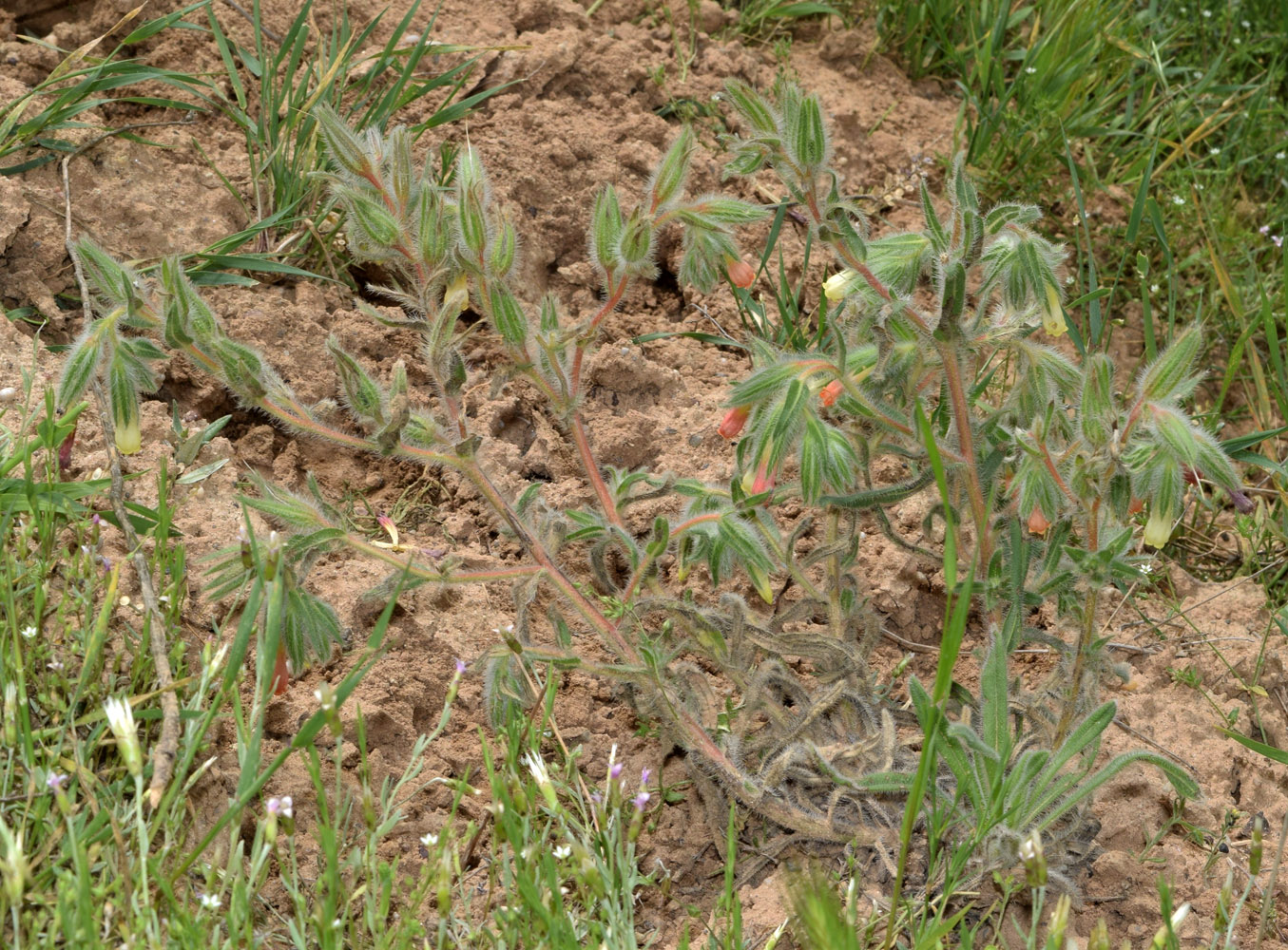 Image of Onosma dichroantha specimen.