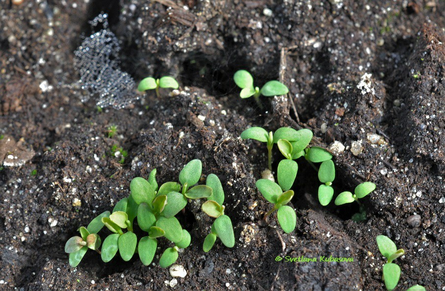 Изображение особи Sibiraea altaiensis.