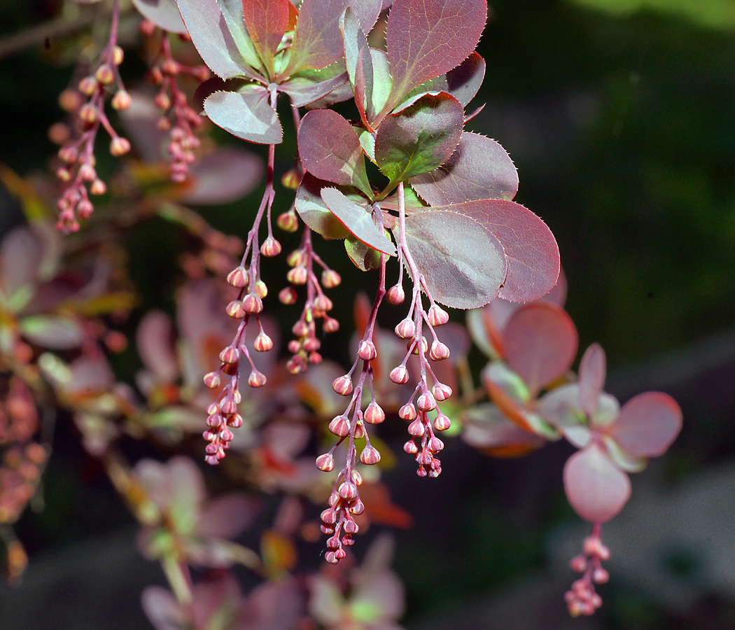 Image of Berberis vulgaris f. atropurpurea specimen.