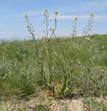 Camelina microcarpa