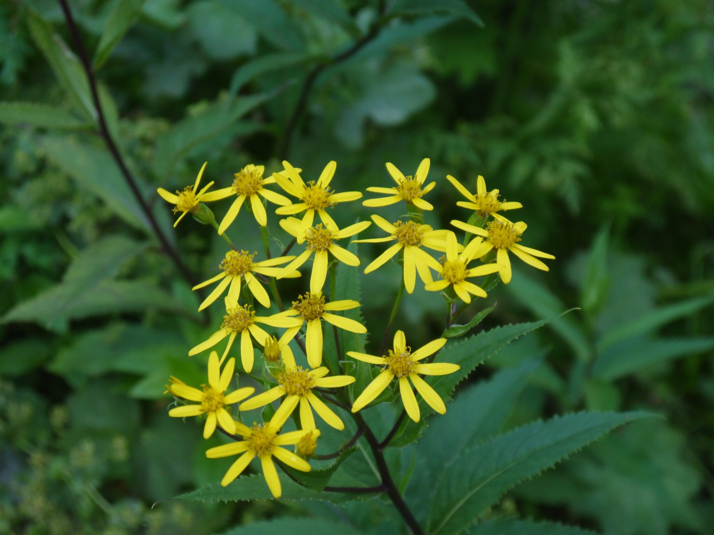 Изображение особи Senecio nemorensis.