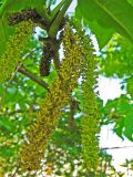 Pterocarya fraxinifolia. Мужские соцветия. Нидерланды, Гронинген, в городском озеленении. 5 мая 2007 г.