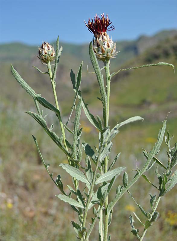 Image of Tomanthea daralaghezica specimen.