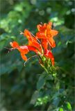 Tecomaria capensis. Соцветие. Греция, о. Крит, Ретимно (Ρέθυμνο), городской парк. 29.04.2014.