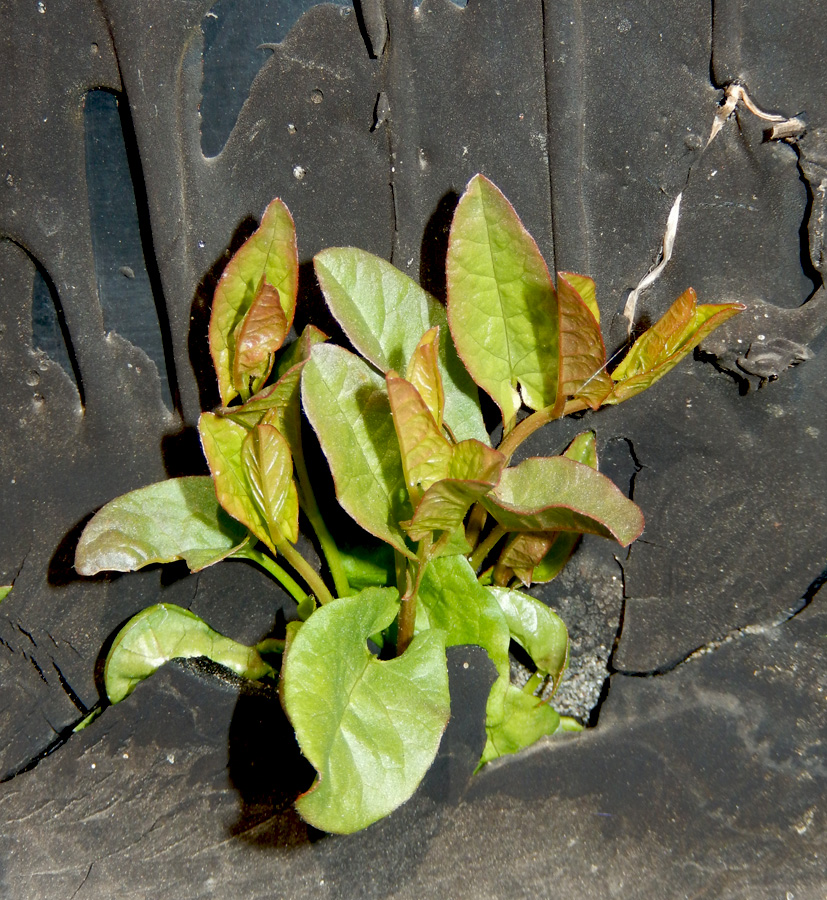 Image of Convolvulus arvensis specimen.