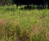 Oenothera rubricaulis. Цветущие растения. Владимирская обл., Ковровский р-н, окр. дер. Митино, поле. 02.07.2016.