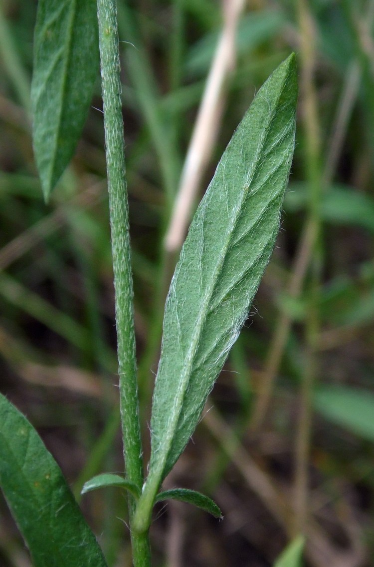 Изображение особи Convolvulus cantabrica.