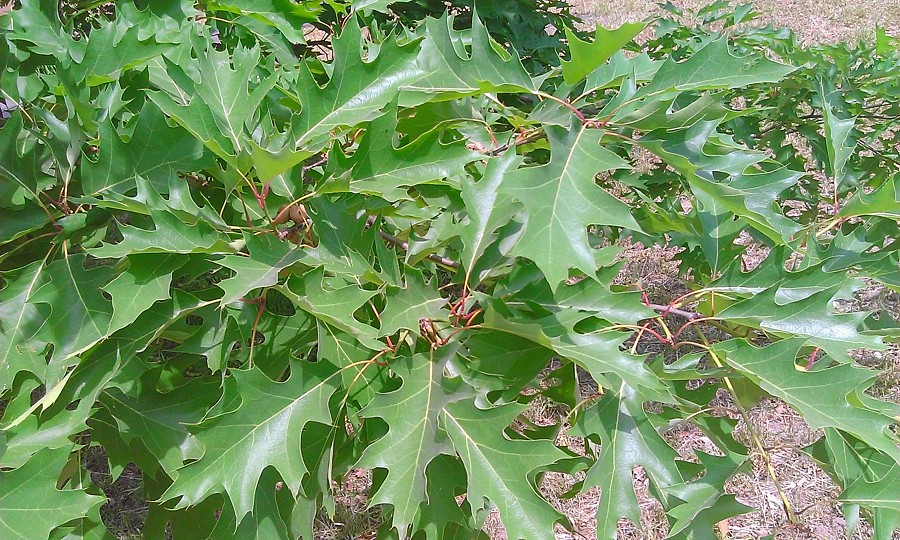 Изображение особи Quercus rubra.