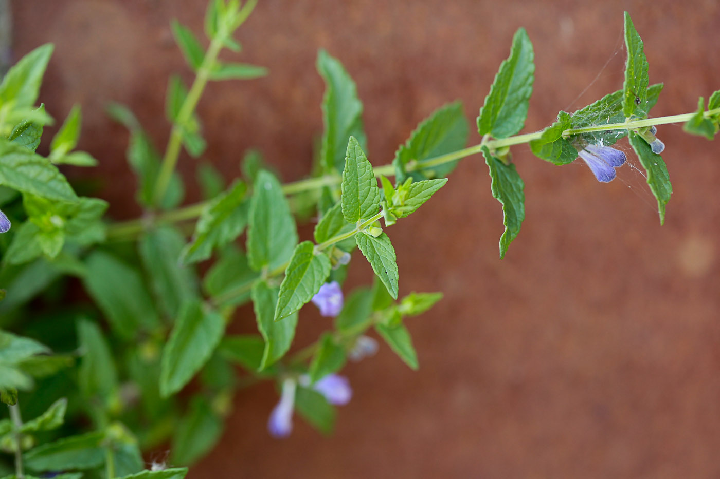 Image of Scutellaria galericulata specimen.