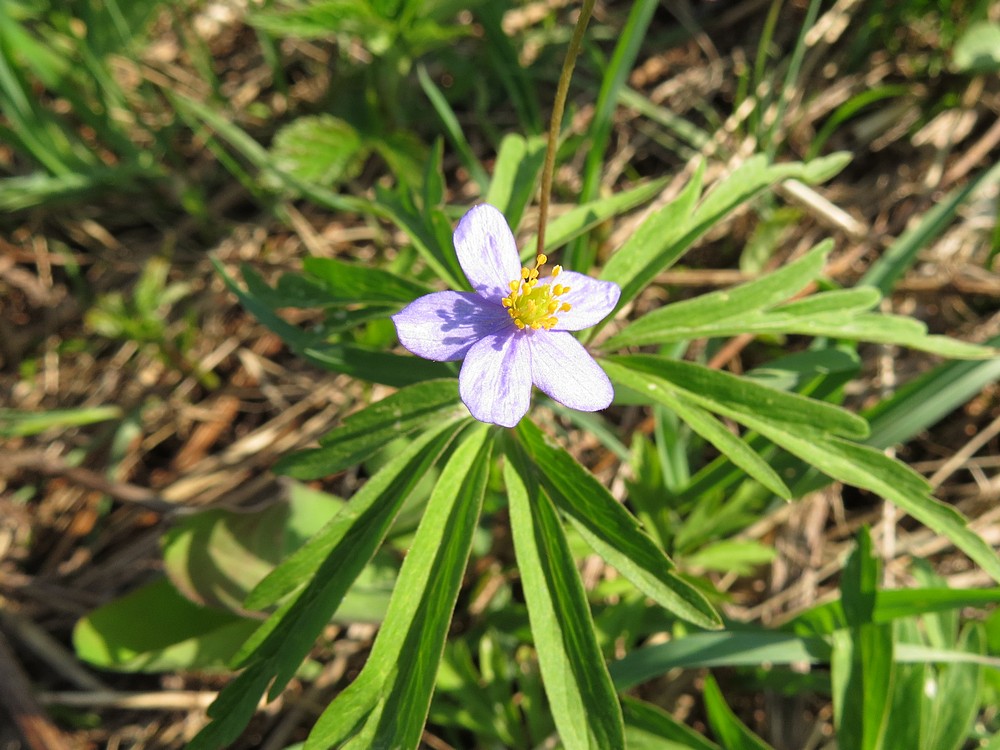 Изображение особи Anemone caerulea.