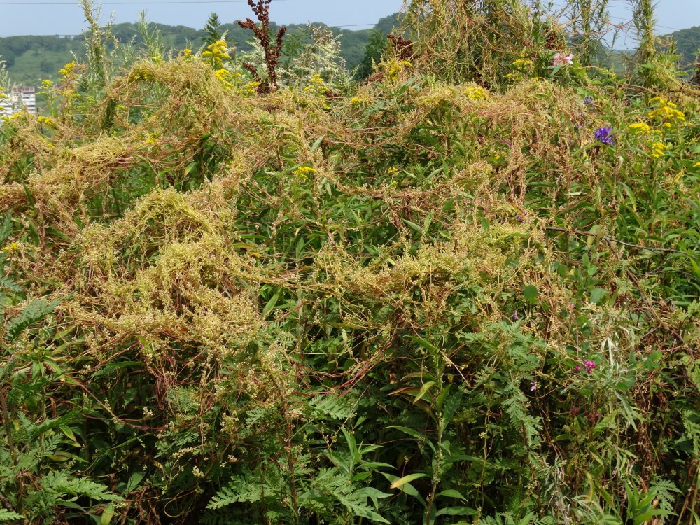 Image of Cuscuta japonica specimen.