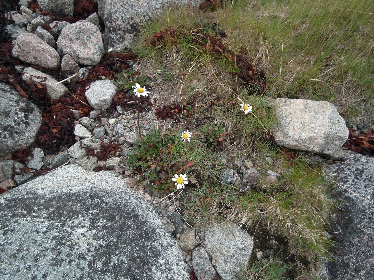 Image of Arctanthemum hultenii specimen.