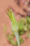 Tragopogon подвид major