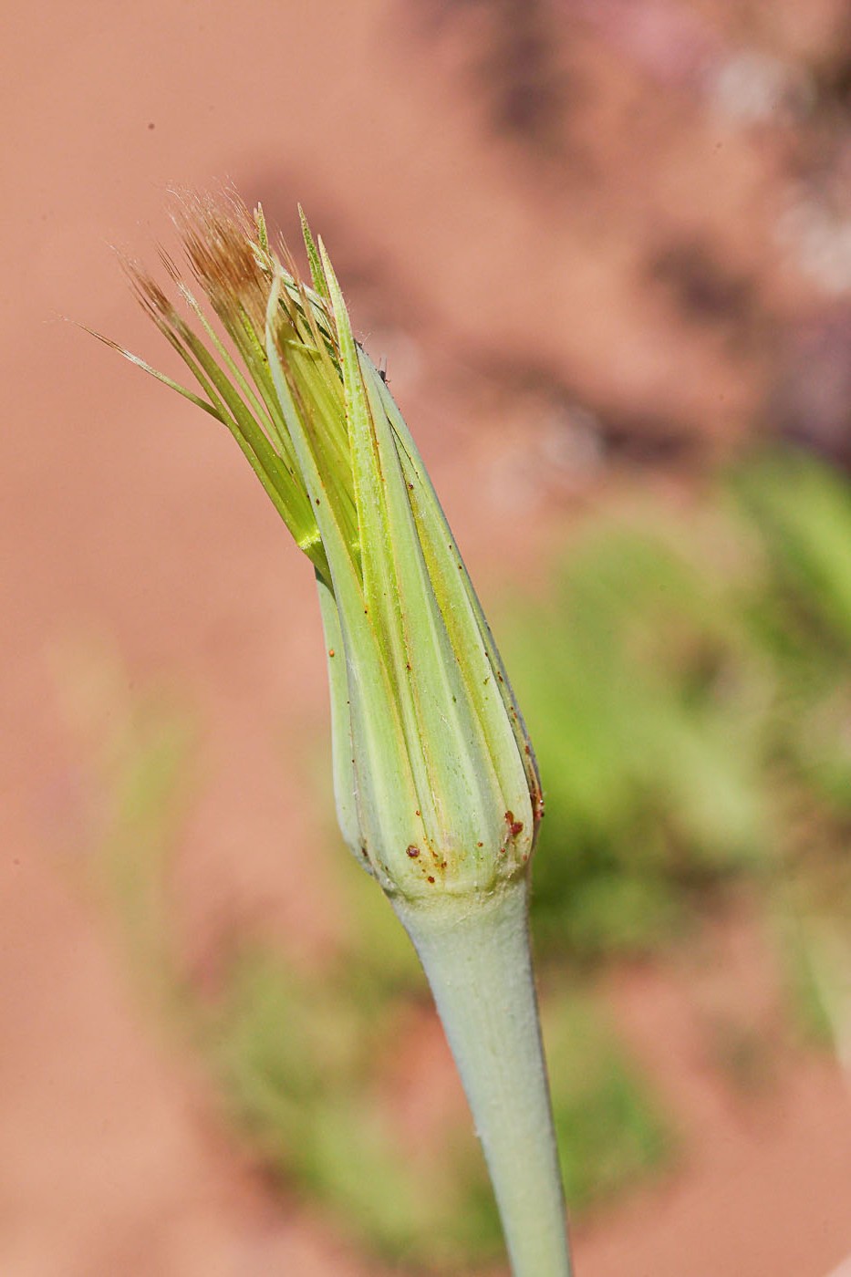 Изображение особи Tragopogon dubius ssp. major.