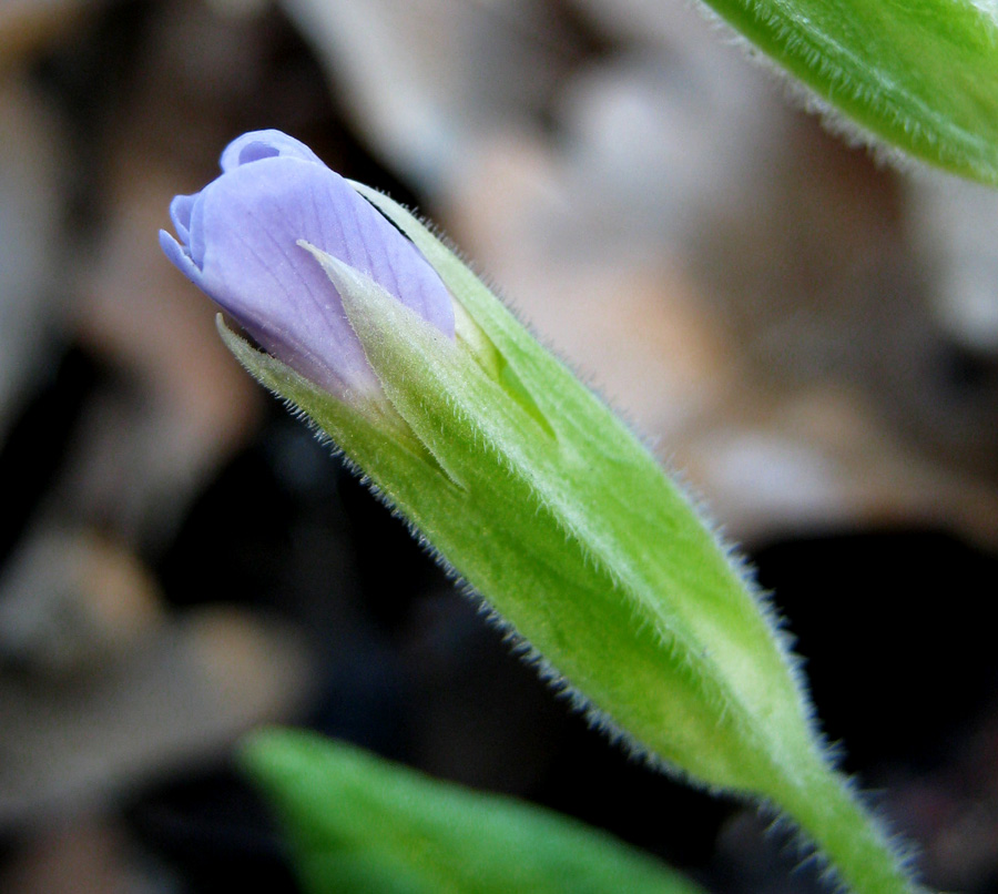 Image of Primula vulgaris specimen.