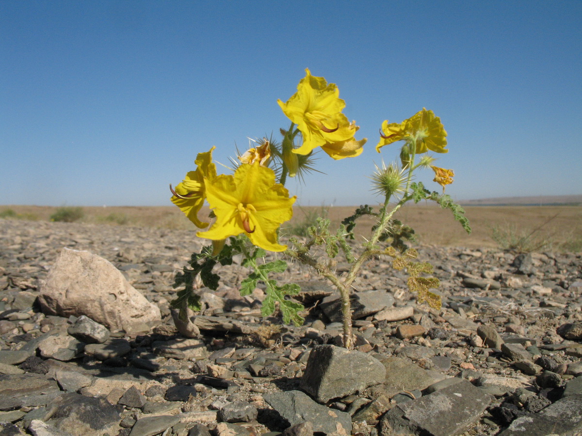 Image of Solanum cornutum specimen.