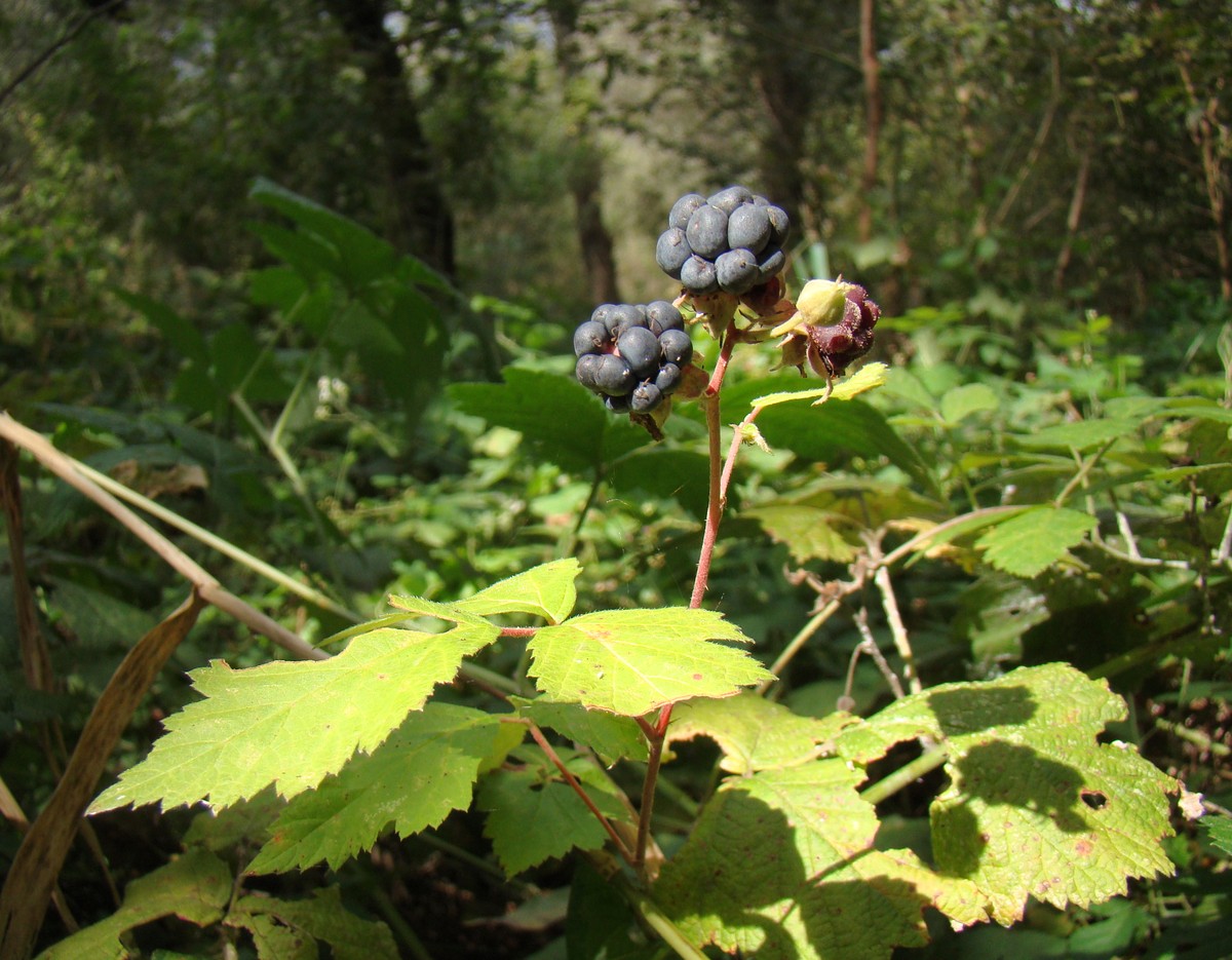 Изображение особи Rubus caesius.