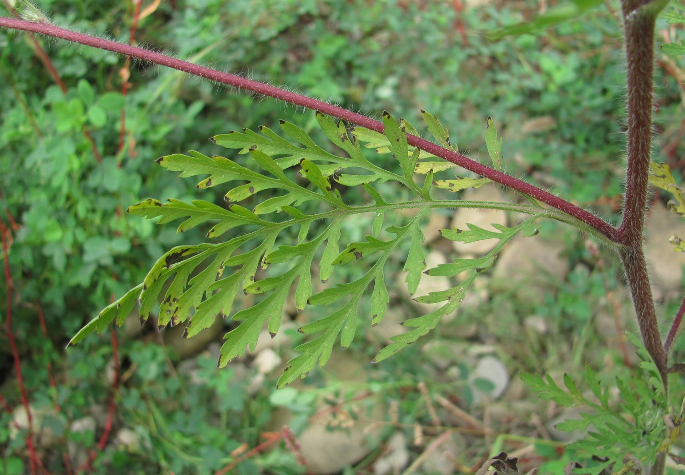 Изображение особи Ambrosia artemisiifolia.