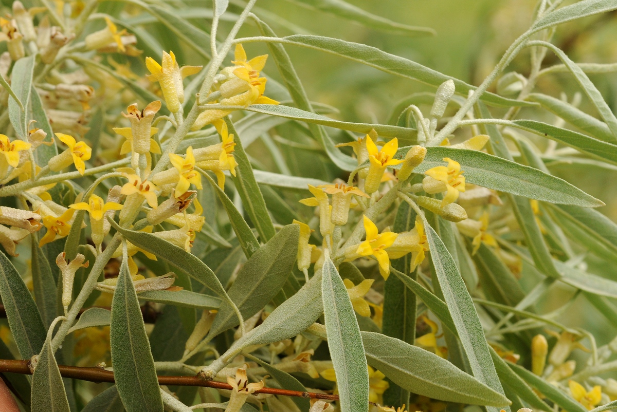 Image of Elaeagnus angustifolia specimen.